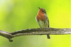 European Robin